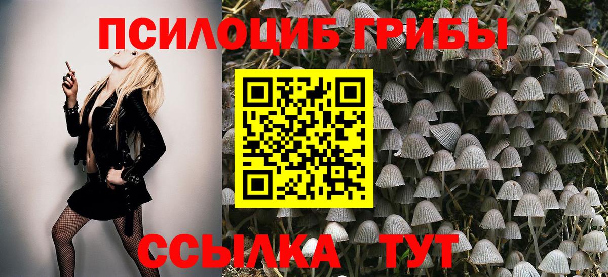 Тында  Псилоцибиновые грибы мицелий  Вход с VPN 